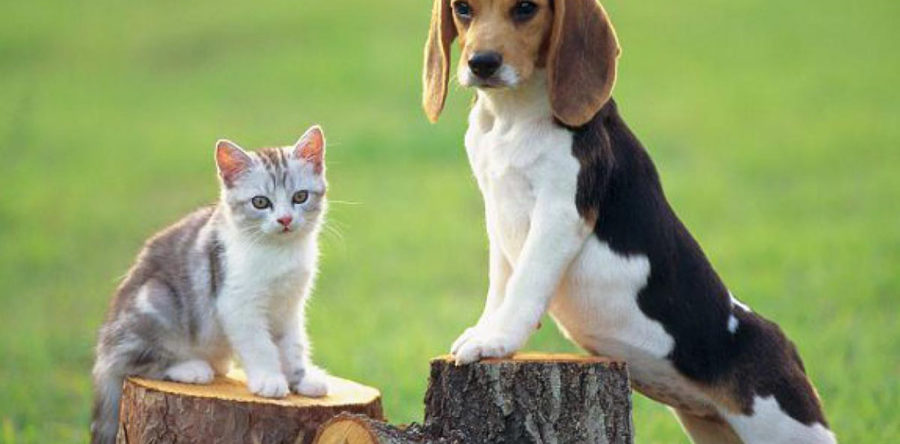 Котики Собачки